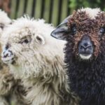 Uma ovelha preta e duas ovelhas brancas