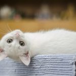 Gato Branco - Representado 'CAT Tools'