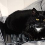 Gato preto em cima do notebook